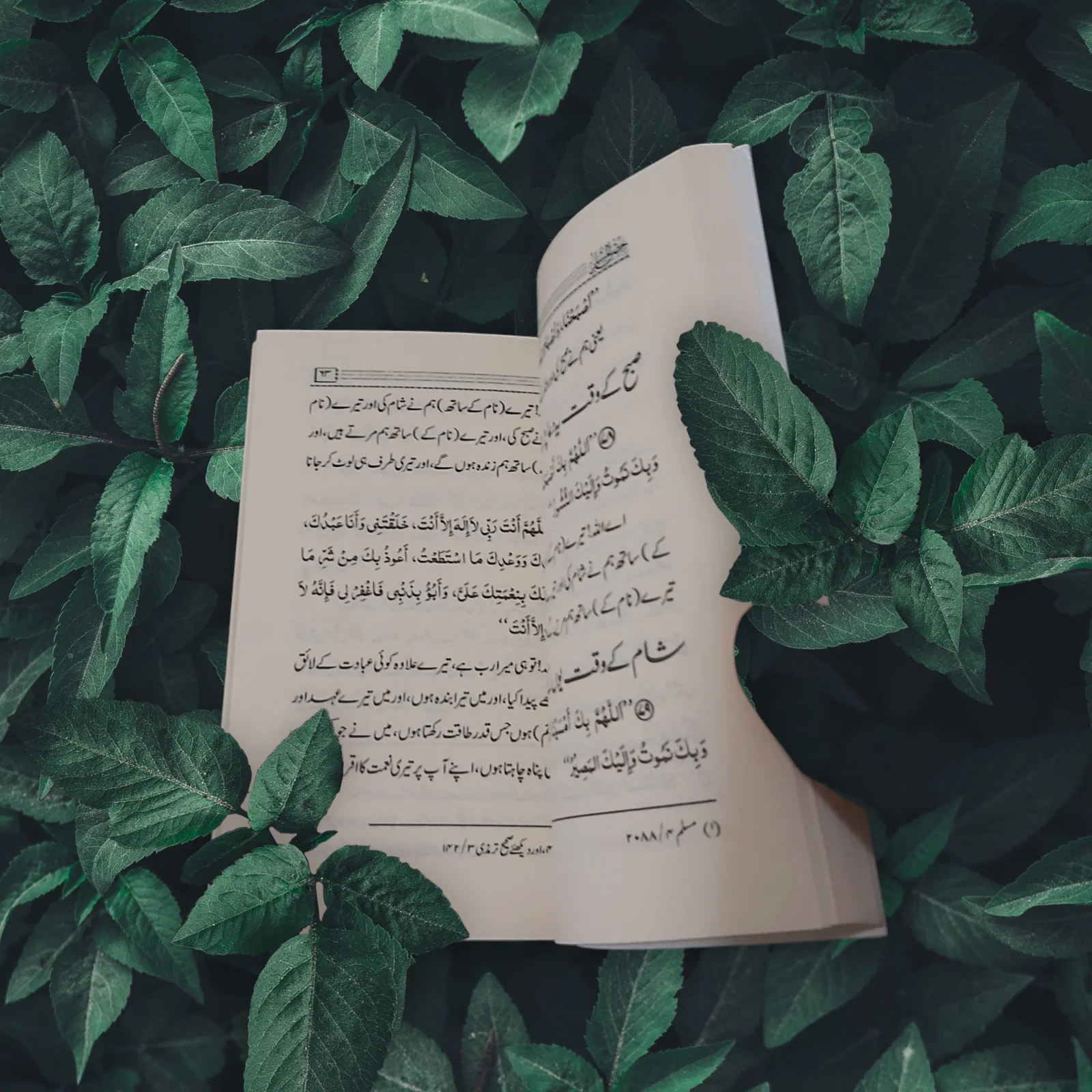 عدد 50 نسخة حصن المسلم اوردو حجم كف اليد - Image 4